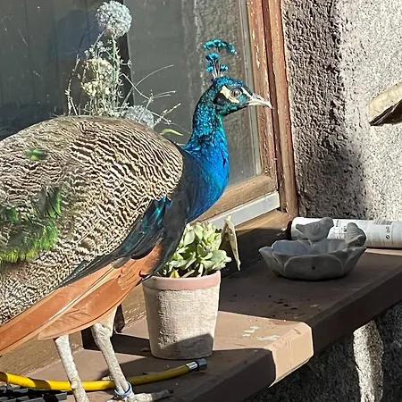 Im Triberger Schwarzwaldhaus - Haustiere Willkommen Appartement *